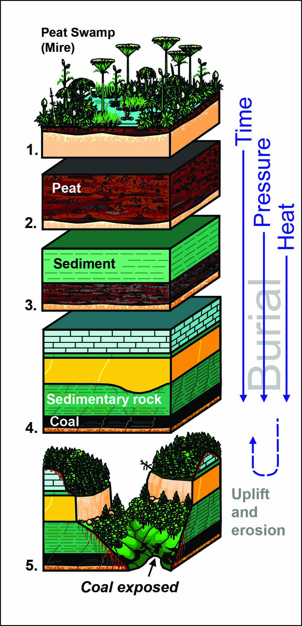 How Coal Forms and Coal Rank Diagram