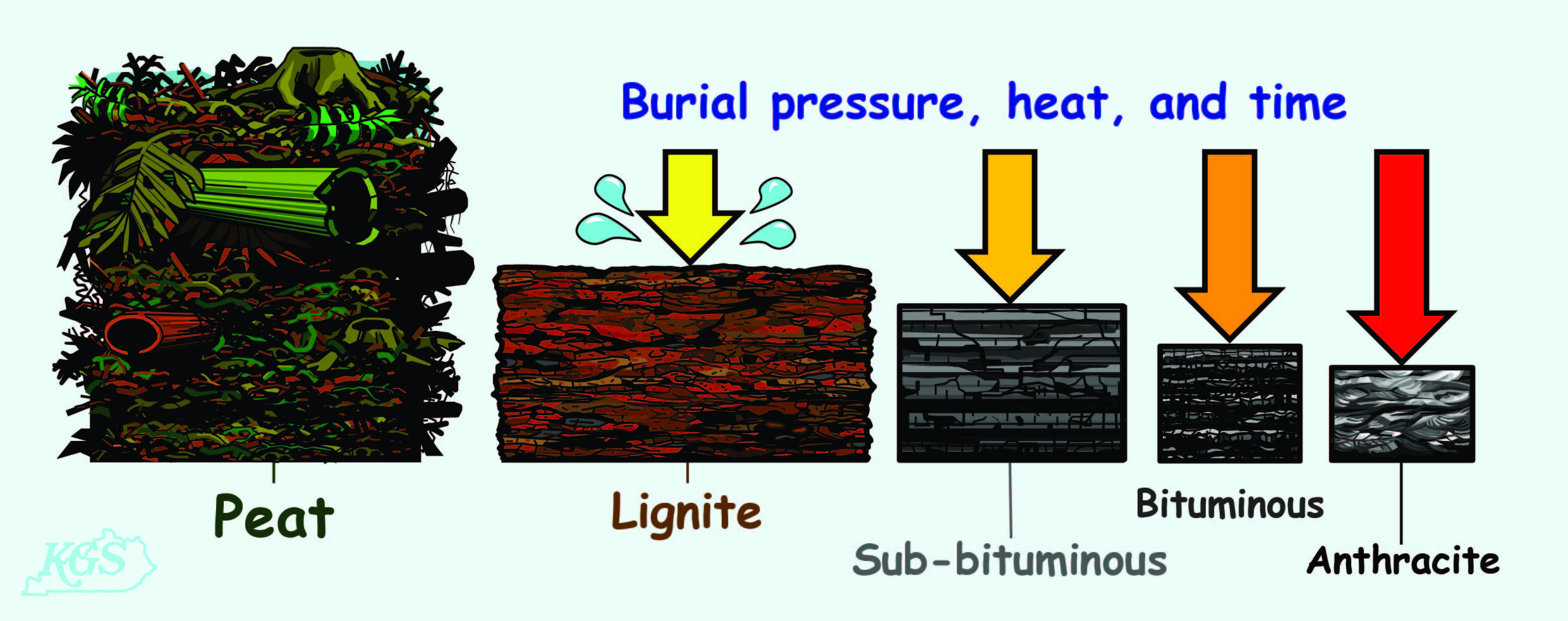 How coal is formed diagram