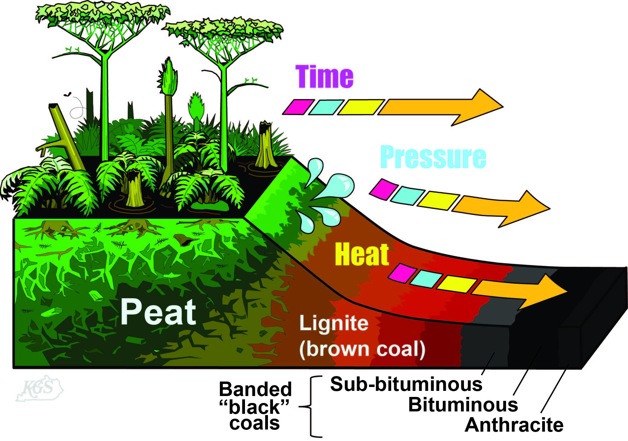 How Coal is formed Diagram