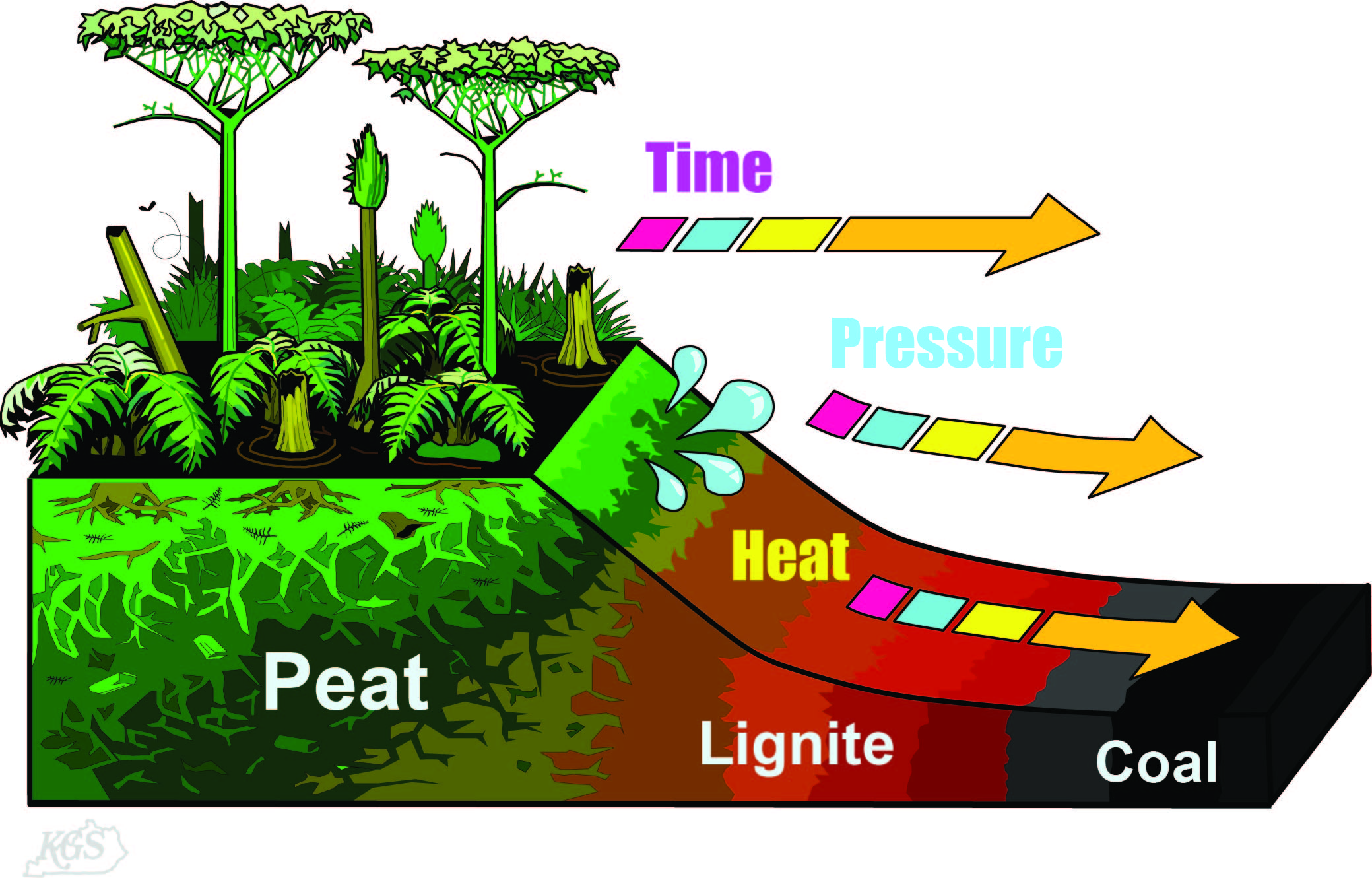 How Coal is formed Diagram
