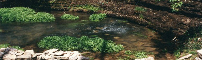 McConnell Springs