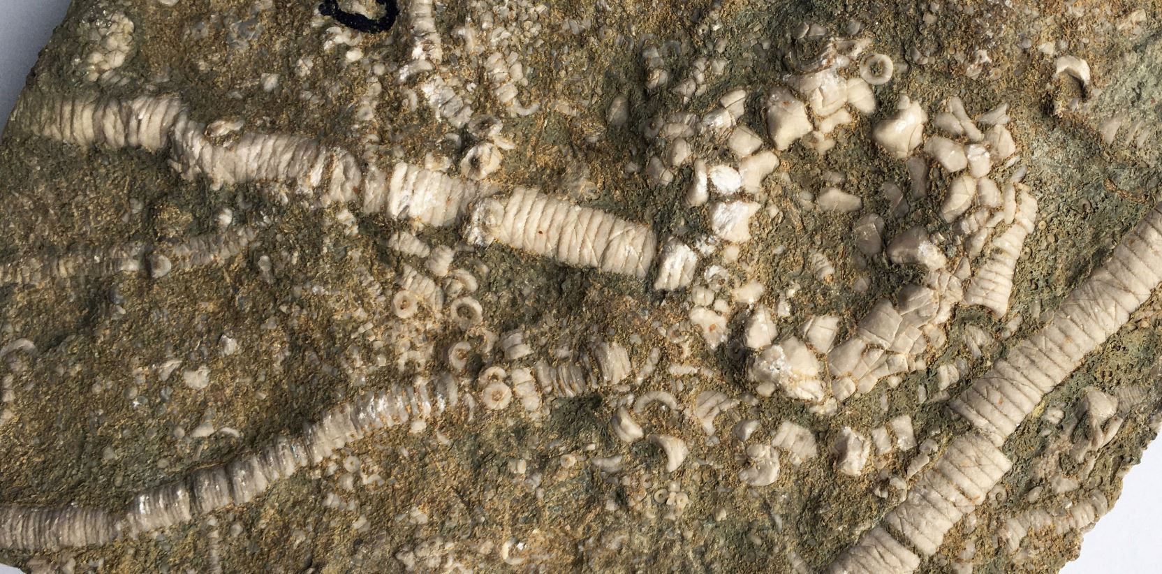 Agaricocrinus