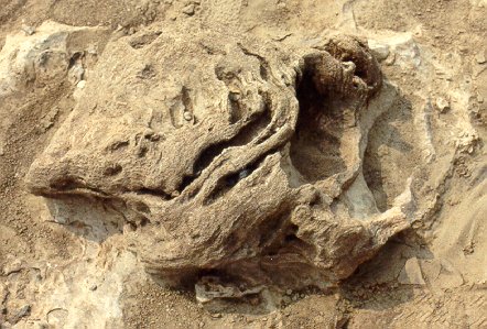 Devonian stromatoporoid at Falls of the Ohio 
