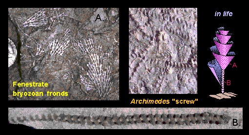 Bryozoa fossil