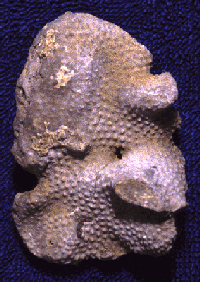 Massive bryozoan colonies like this one above are very commonly found in Ordovician limestones in the Blue Grass Region. This one had bump-like ornamentation called monticules. 