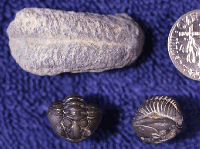 Quepora