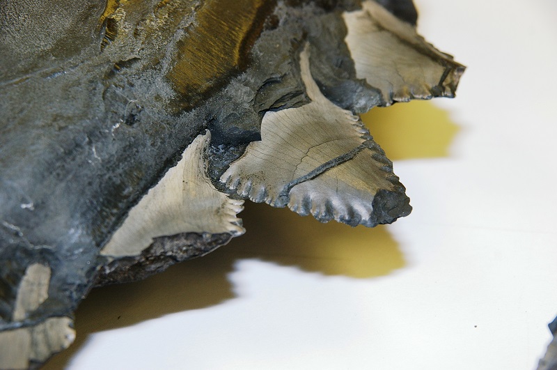 Edestus