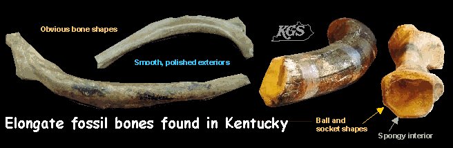 Elongate fossil