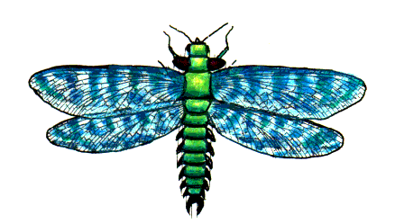 insect fossil 