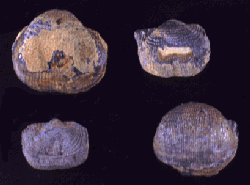  Many other types of brachipods are found in the Pennsylvanian rocks of Kentucky.