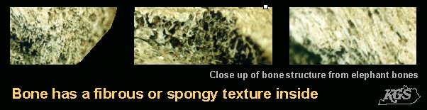 Close up of bones structure from elephant bones. Bone has fibrous or spongy texture inside