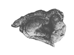 The Mississippian starfish Onychaster