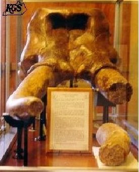 Pleistocene mammoth skull, fossil bones