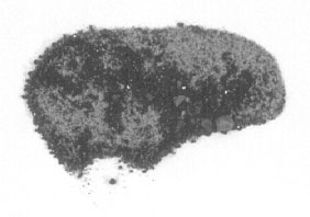 Phosphatic sands from Woodford County